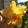 Blc. Delta King “Tangerglow”